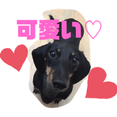 [LINEスタンプ] 可愛い犬達！！♡♡