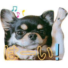 [LINEスタンプ] 日常で使えるスタンプ(木の葉)