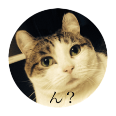 [LINEスタンプ] わたしTimTam
