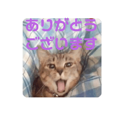 [LINEスタンプ] ニャンズ スタンプ  1
