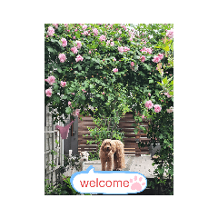 [LINEスタンプ] 犬バカスタンプ