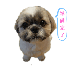 [LINEスタンプ] でかシーズーがお伝えします