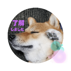 [LINEスタンプ] こはる専務  の日常 仕事編
