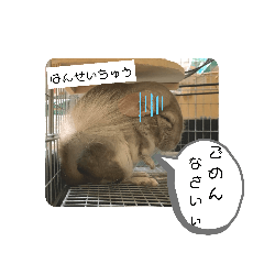 [LINEスタンプ] チンチラのもこくん