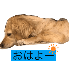 [LINEスタンプ] 家の愛犬とハムスター