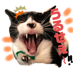 [LINEスタンプ] ブサカワなねこたち