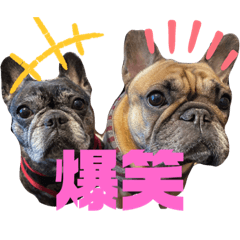 [LINEスタンプ] チョコ＆きなこ