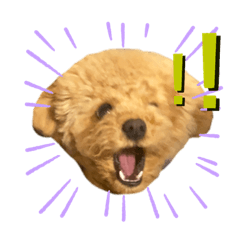[LINEスタンプ] ツンデレトイプードルSUN＆PAN