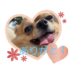 [LINEスタンプ] チワワの《お言葉》