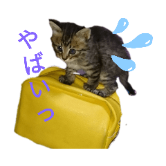 [LINEスタンプ] Cats stamp