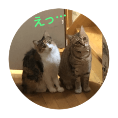 [LINEスタンプ] 団子猫7兄弟のスタンプです。