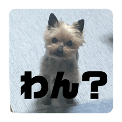 [LINEスタンプ] チョコの独り言スタンプ