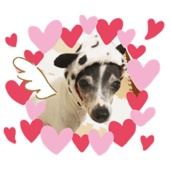[LINEスタンプ] チャルすたんぷ♡