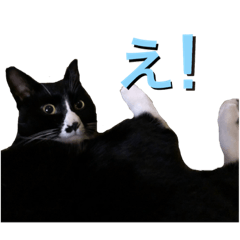 [LINEスタンプ] かわいい〜猫★★