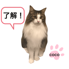[LINEスタンプ] COCO (1)