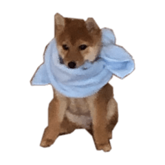 [LINEスタンプ] わたしの御犬様