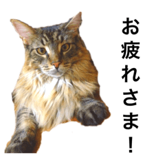[LINEスタンプ] ねこのふうた