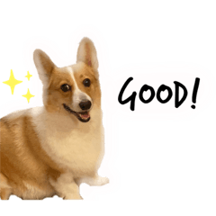 [LINEスタンプ] 山田のコーギー