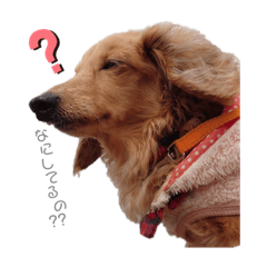 [LINEスタンプ] ダックスフンド01