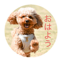 [LINEスタンプ] ゲント（トイプードル）スタンプ（犬）