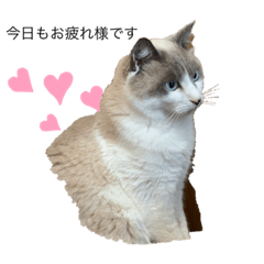 [LINEスタンプ] 猫達の日常会話