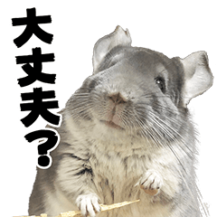 [LINEスタンプ] チンチラチョビのちょびっとスタンプ。