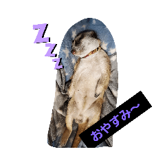 [LINEスタンプ] ミーアキャットのまる＆かっちゃん