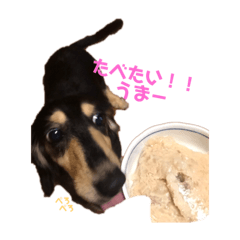 [LINEスタンプ] ミニチュアダックスフンド さくら