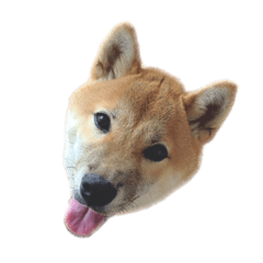 [LINEスタンプ] 柴犬きなっぺ