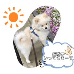 [LINEスタンプ] ポメラニアン好きな人のためのスタンプ(^^)