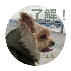 [LINEスタンプ] ボクはノエル ヨーキー