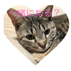 [LINEスタンプ] ニャンコ顔で語る