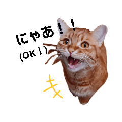 [LINEスタンプ] 猫のいる生活"
