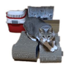[LINEスタンプ] みけちばんばこおぐち