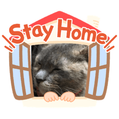 [LINEスタンプ] 我が家のにゃんず4