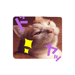 [LINEスタンプ] うちねこSTAMP