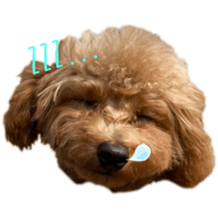 [LINEスタンプ] トイプードル玄米