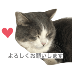 [LINEスタンプ] えねくんの日常。