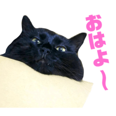 [LINEスタンプ] わんにゃんわーるどっ！