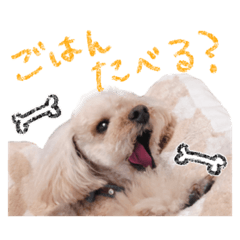 [LINEスタンプ] プードルももななここ