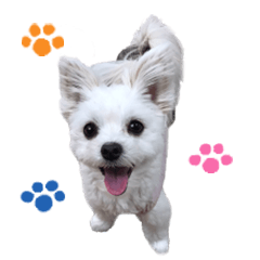 [LINEスタンプ] ココちゃん（マルポメ）