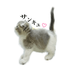 [LINEスタンプ] Niko diary