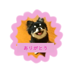 [LINEスタンプ] まろくんのきもち