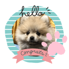 [LINEスタンプ] pomepomemocomoco 20200128