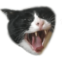 [LINEスタンプ] ハチワレ、レオンくんの日常敬語