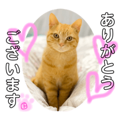 [LINEスタンプ] 茶トラのチャーちゃん(猫)