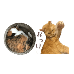 [LINEスタンプ] 茶とらのみるくと三毛のすず