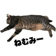 [LINEスタンプ] 猫のチーちゃんスタンプ