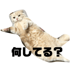 [LINEスタンプ] めろと茶々丸