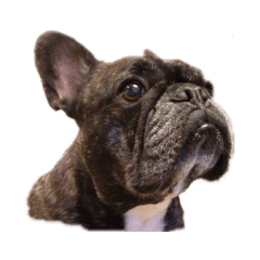 [LINEスタンプ] かんべえライフ